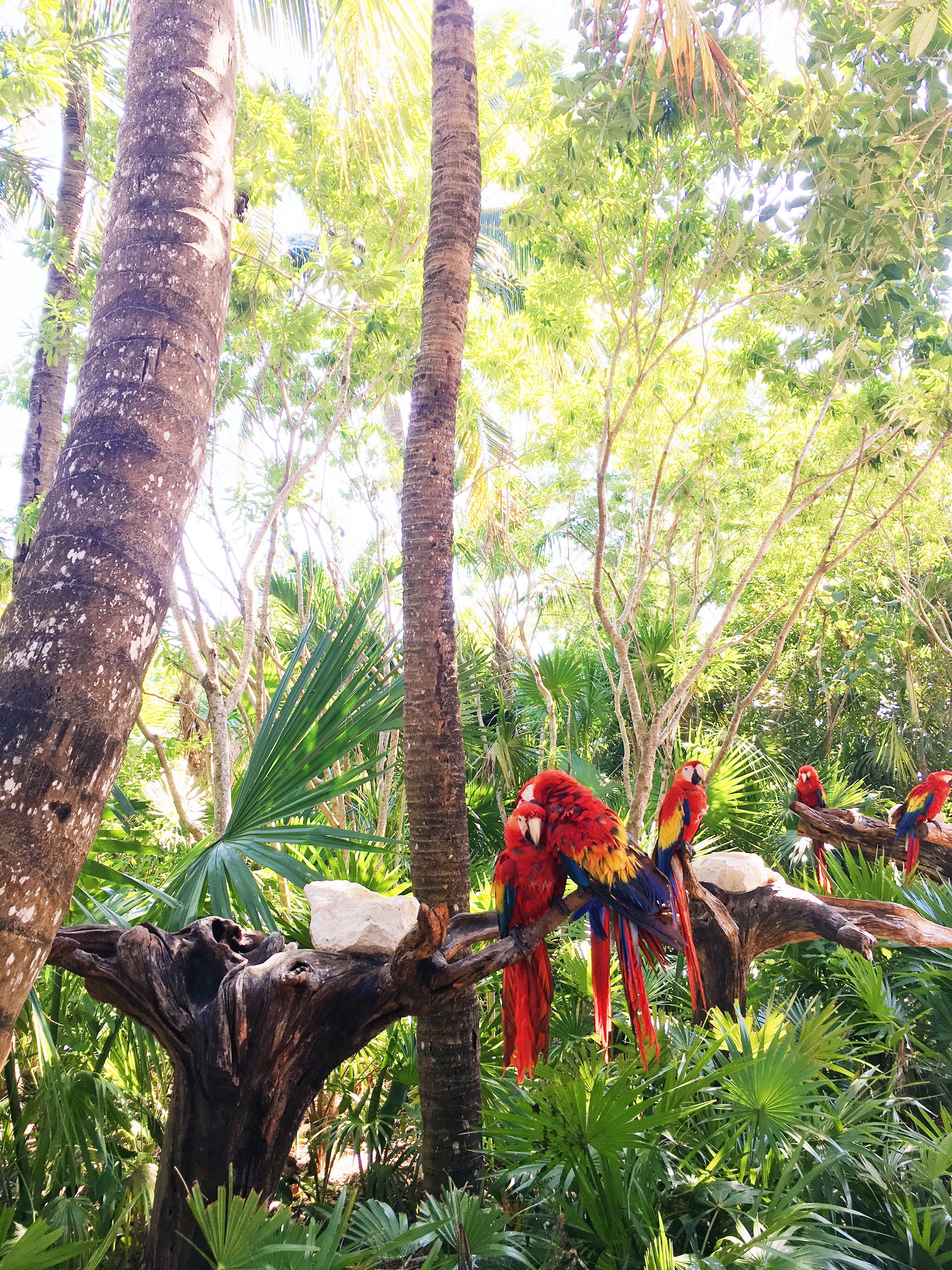 Parrots kissin’. Mexico 2017