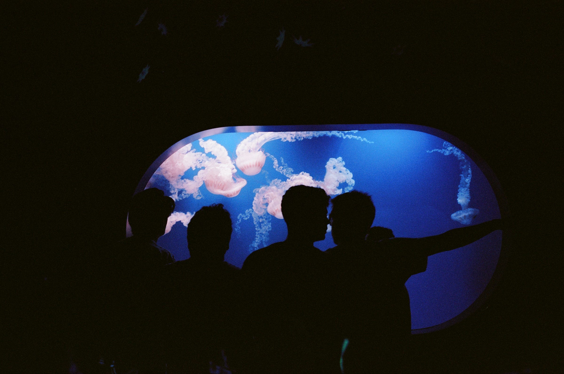 Figures stand in front of a jellyfish enclosure. Valencia 2022