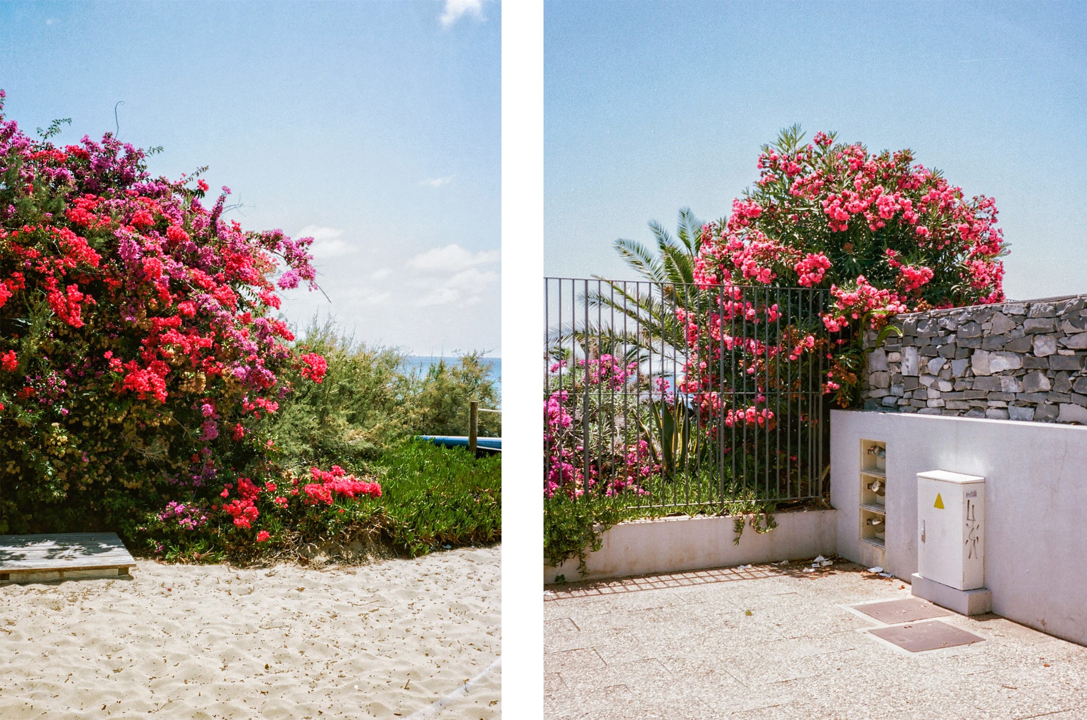 A diptych of super-bright pink lil' guys. Madeira 2021