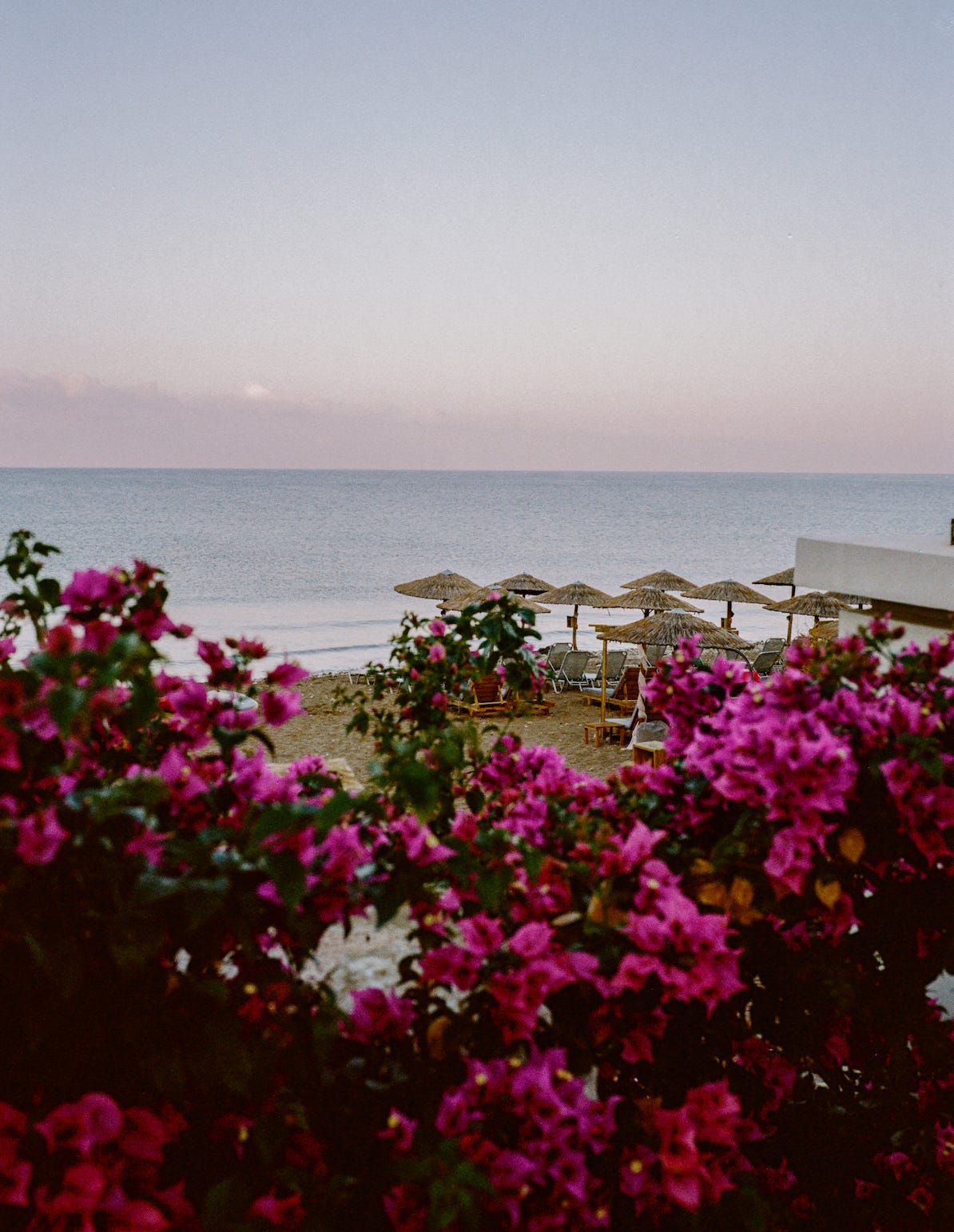 The sun sets over the beautiful hues of a bush (I don’t know flower names). Corfu 2021