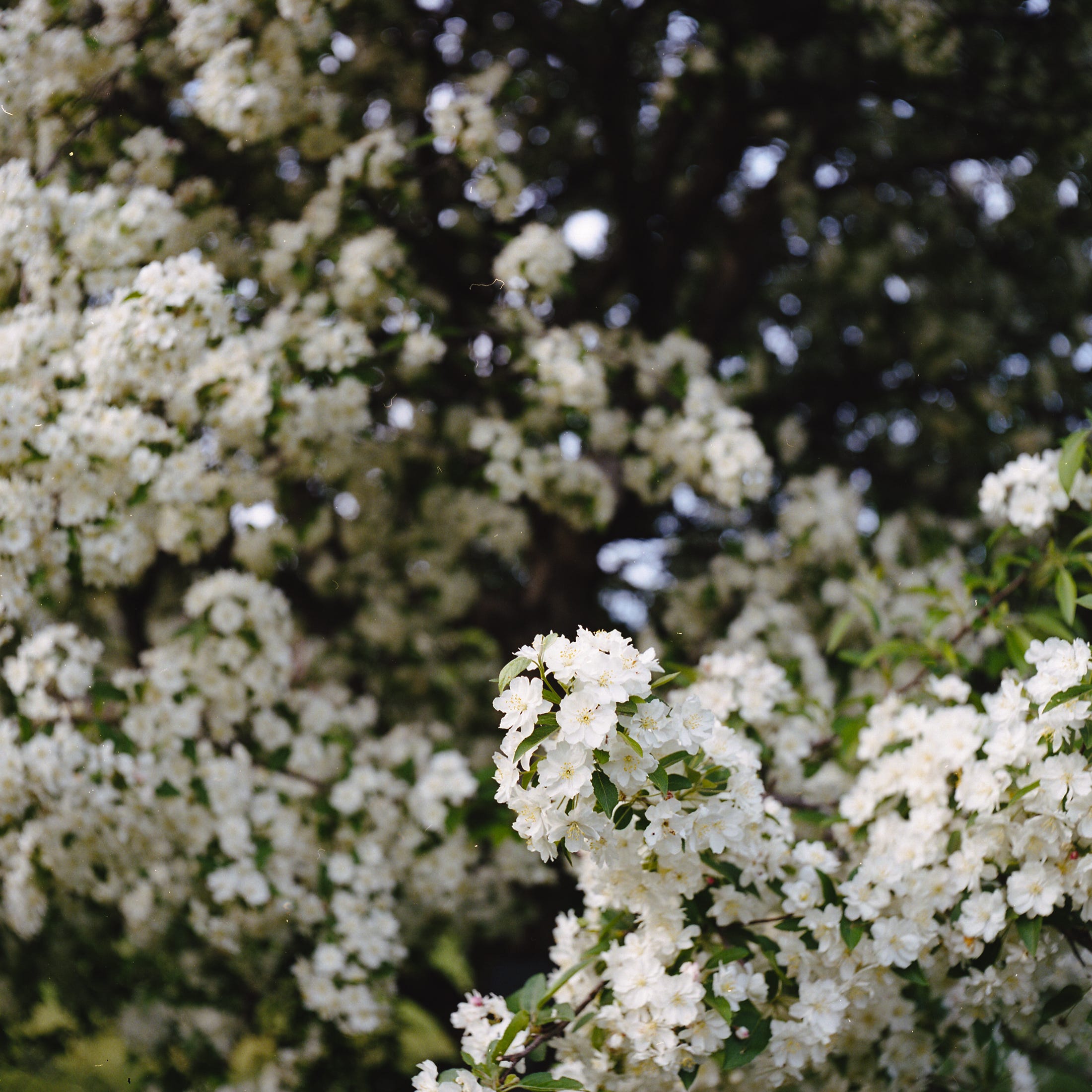 Spring blooms that I would ride my bike an hour to see. Ottawa 2016