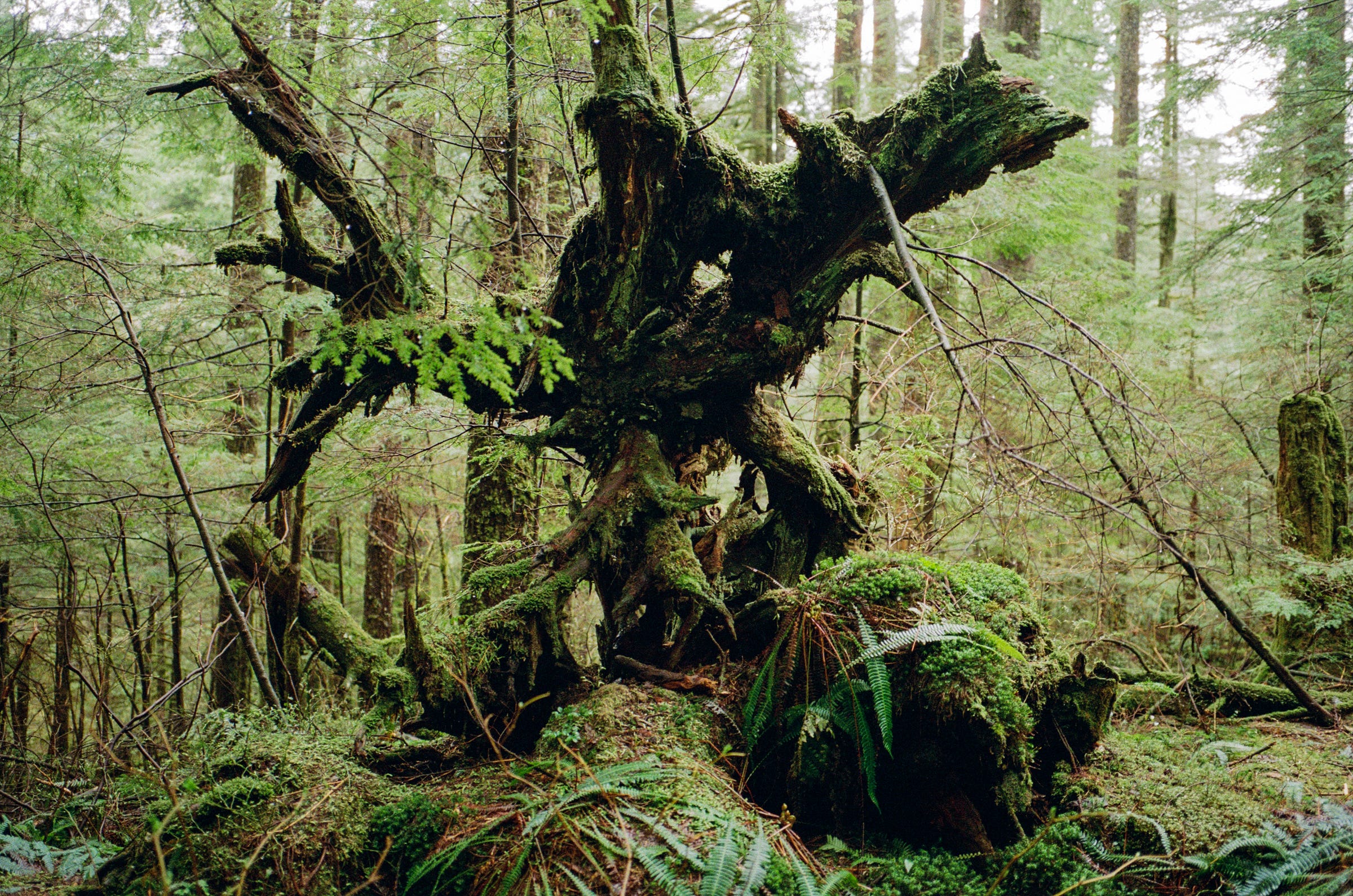 Jazz, as expressed by a tree root. Vancouver 2023