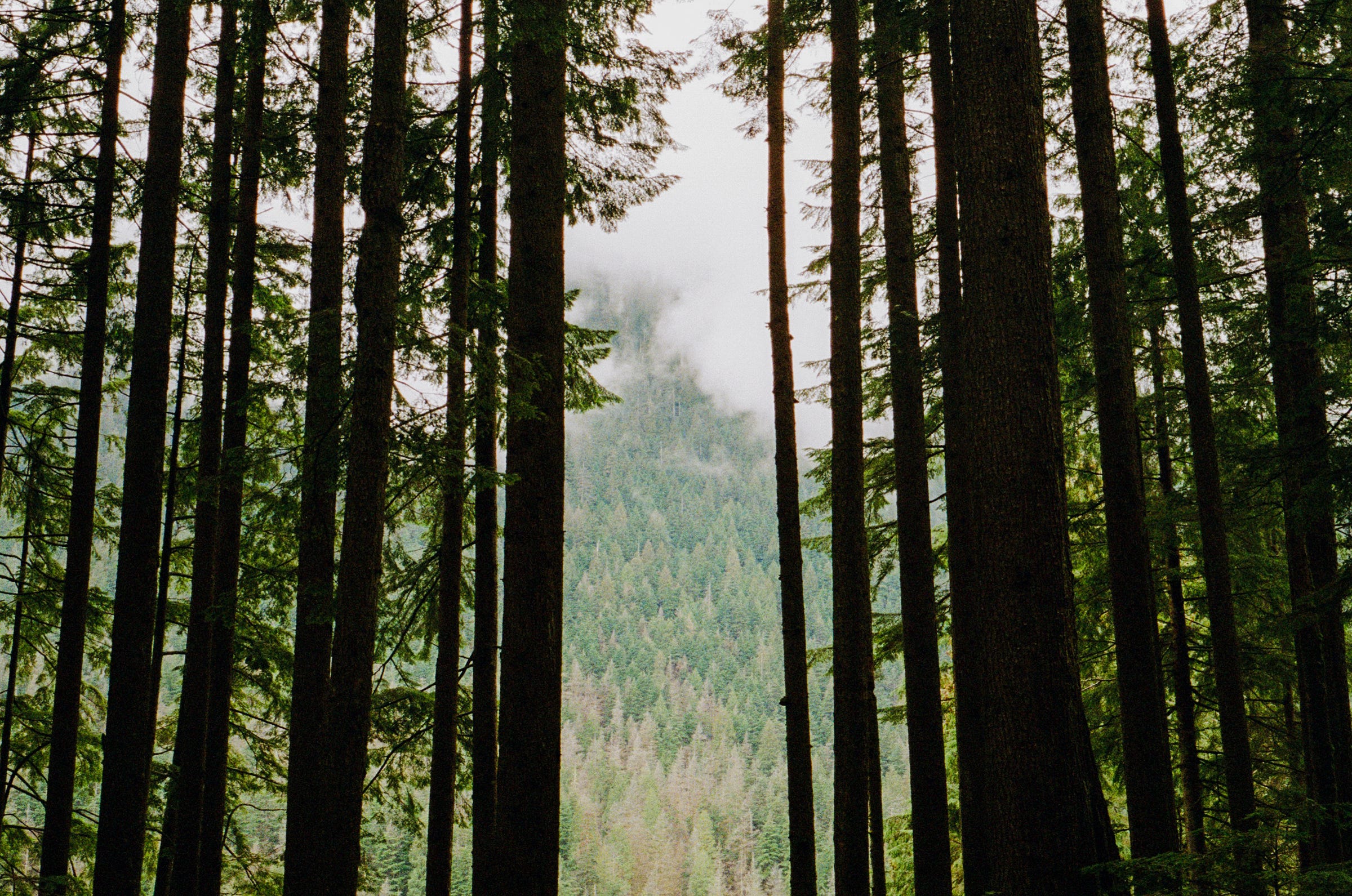 The view breaks open to the light. Vancouver 2023