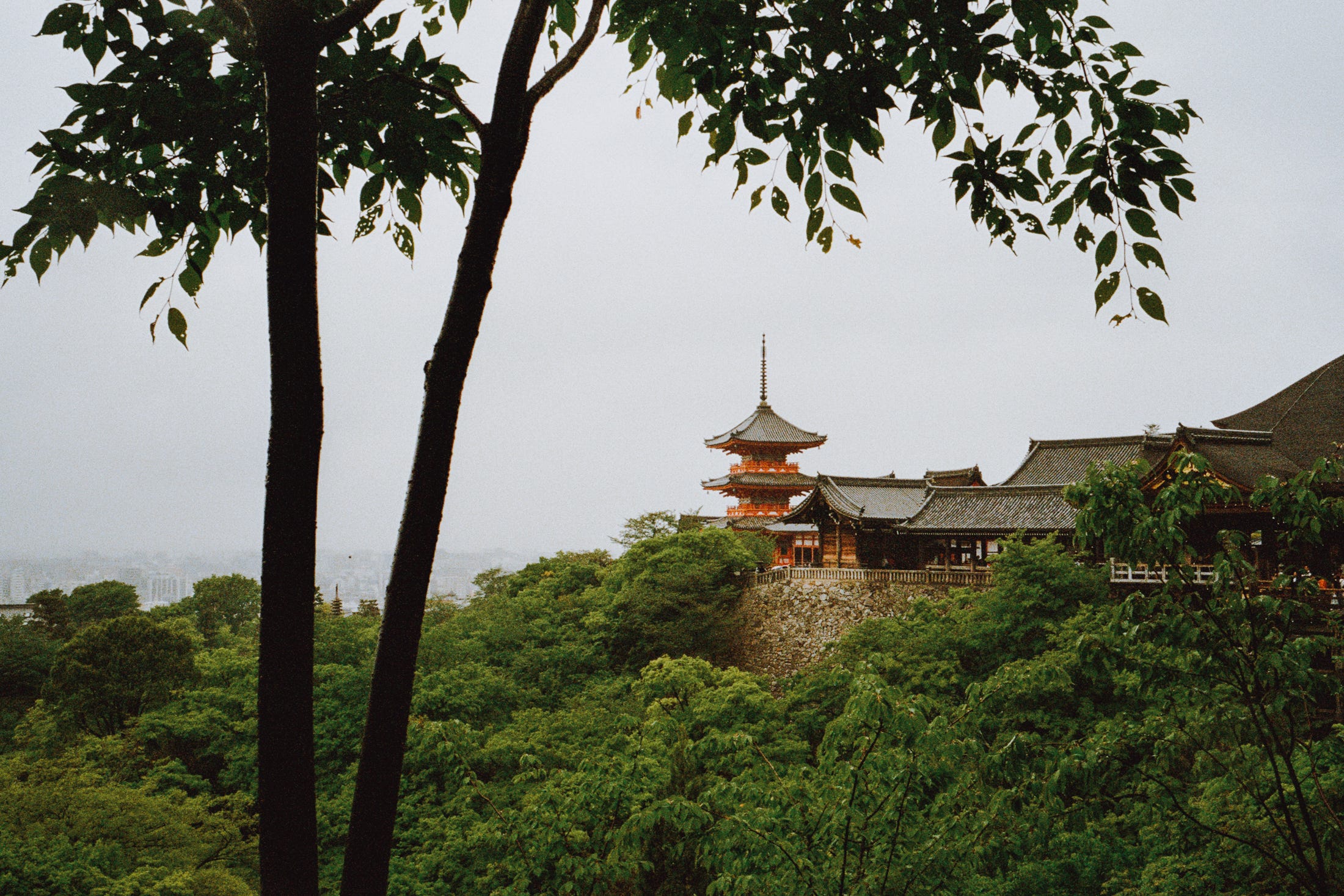 Rainy morning at the temple. Kyoto, 2024