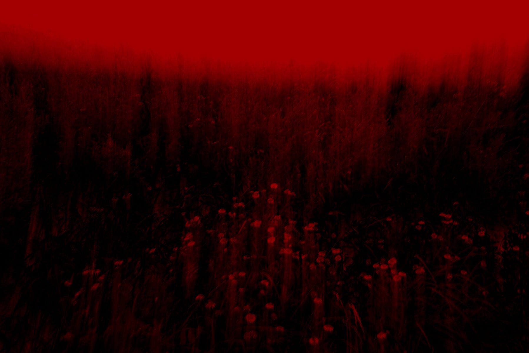 A mistake in a field, as I saw it. Cornwall, 2024